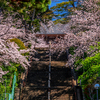 階段に舞う花びら
