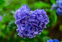 ハートな紫陽花