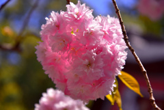 塩竈桜