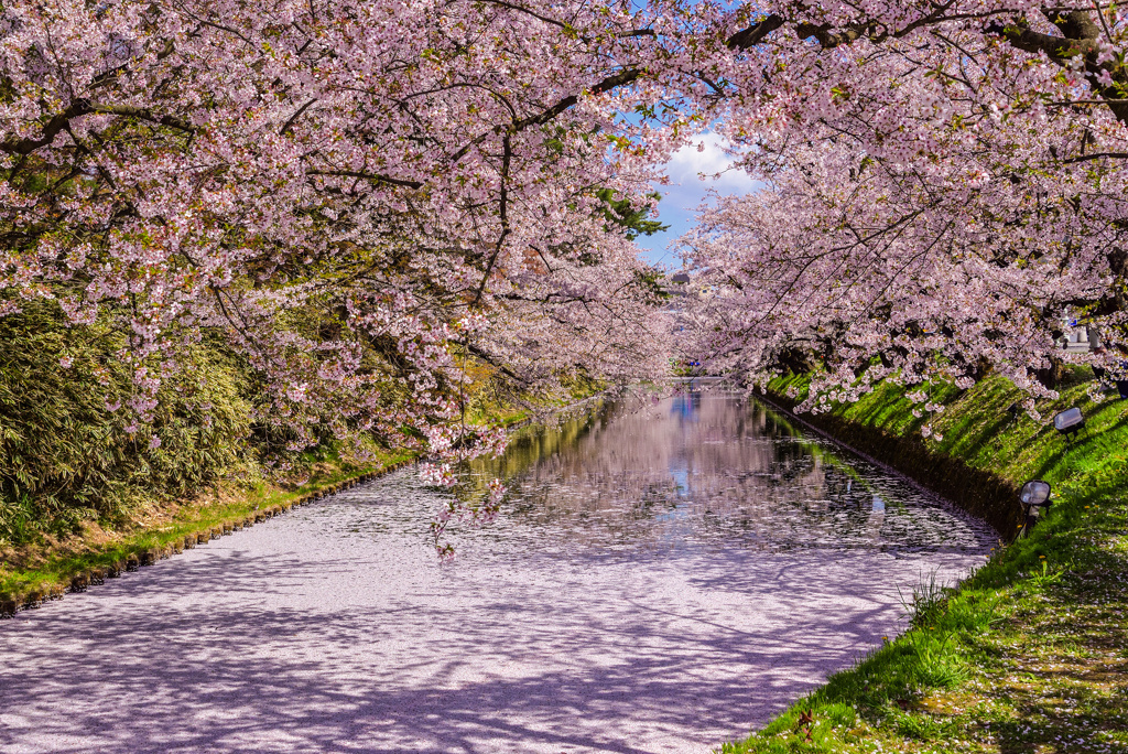 弘前公園の花筏2