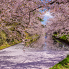 弘前公園の花筏2