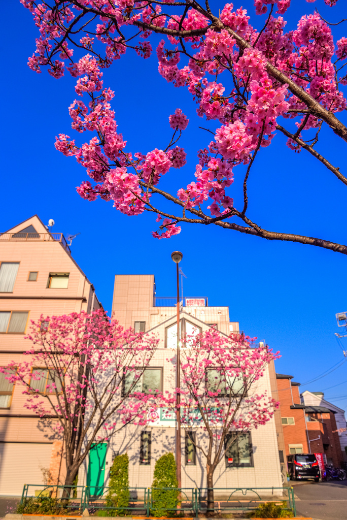 東邦医大通りの陽光桜並木