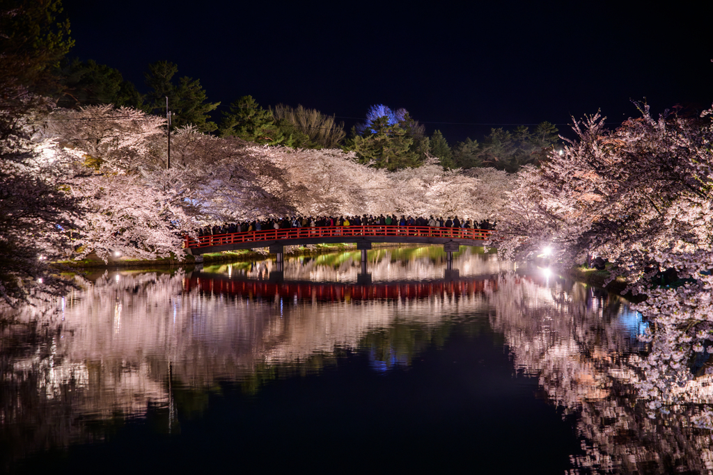 弘前公園 西濠の夜桜
