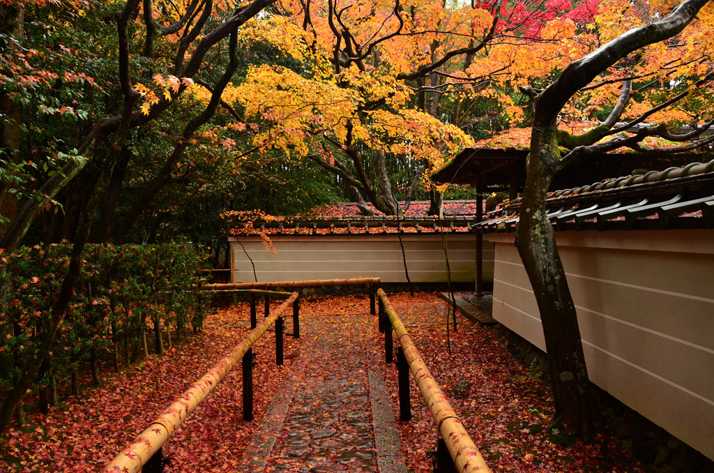 高桐院 落ち葉参道