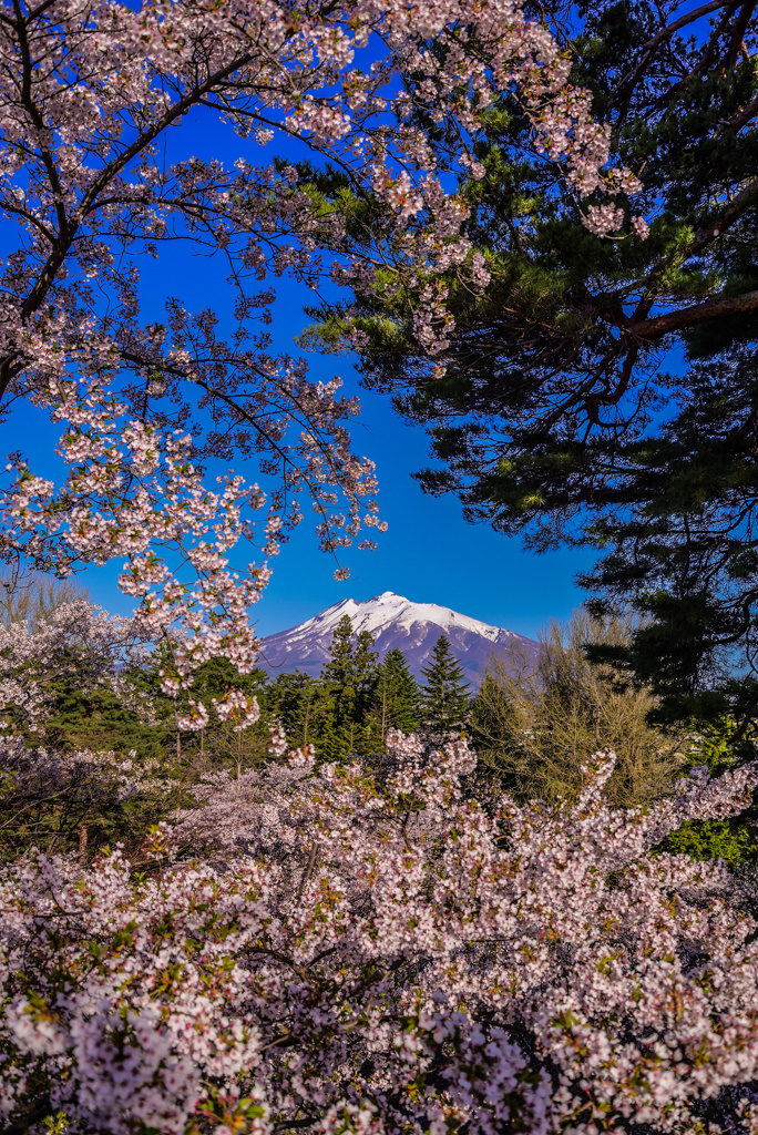 桜と岩木山