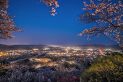 船岡城址公園の夜桜(速報版)