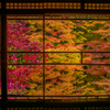 瑠璃光院の紅葉
