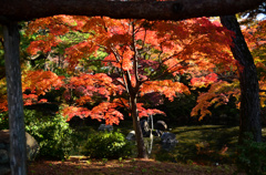 天然の額縁紅葉