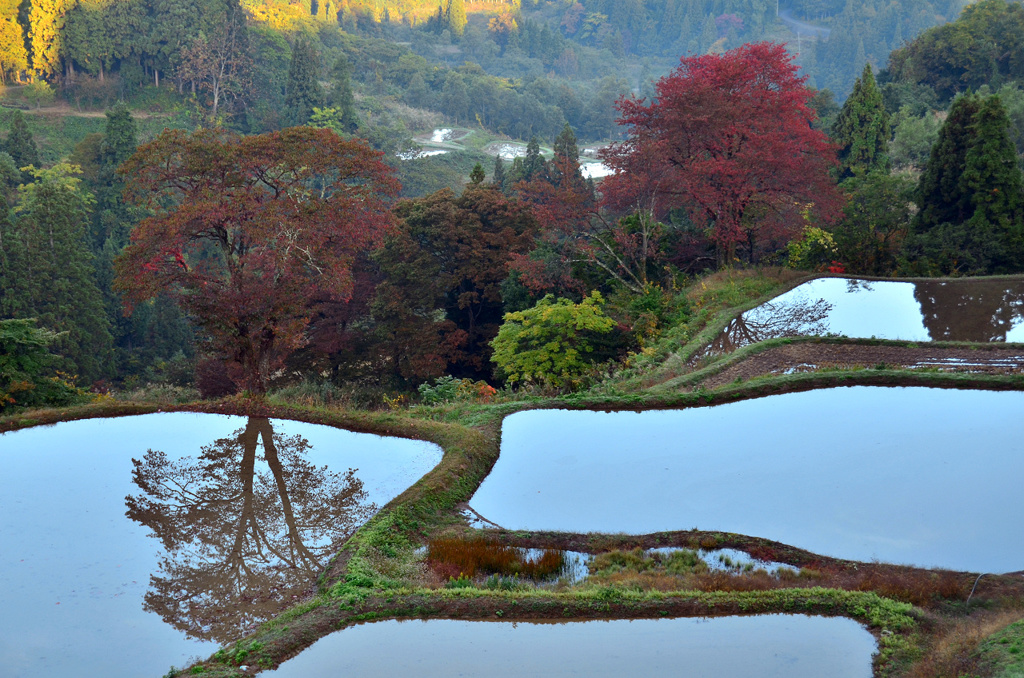 紅葉と棚田
