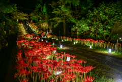 西方寺の彼岸花ライトアップ