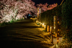 竹灯りと河津桜