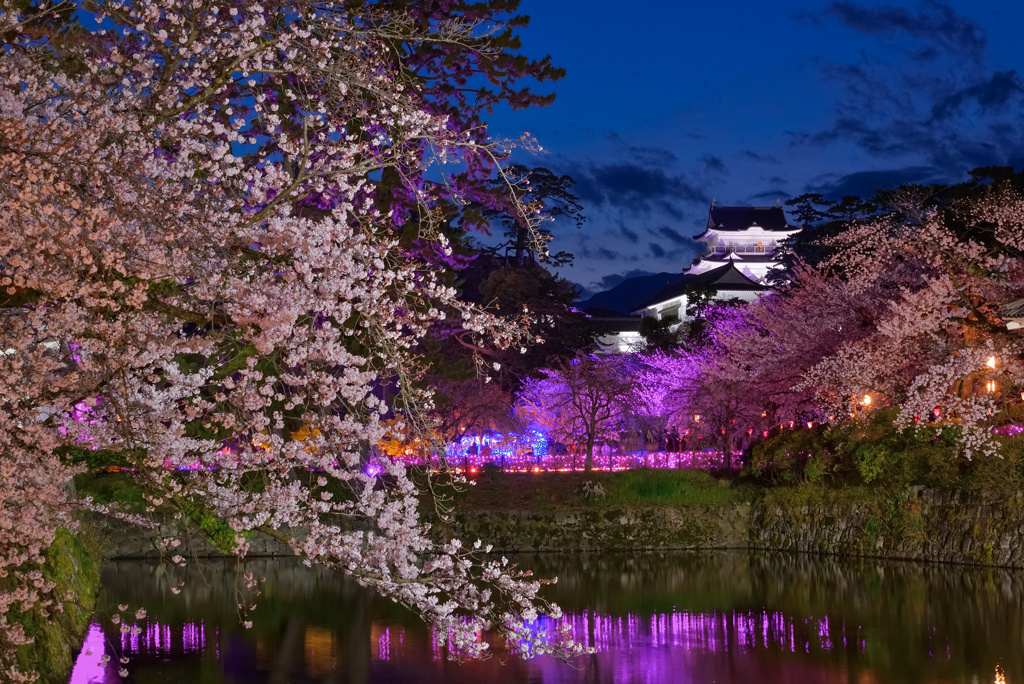 小田原城の夜桜