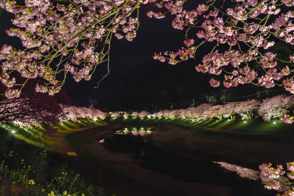 夜の河津桜