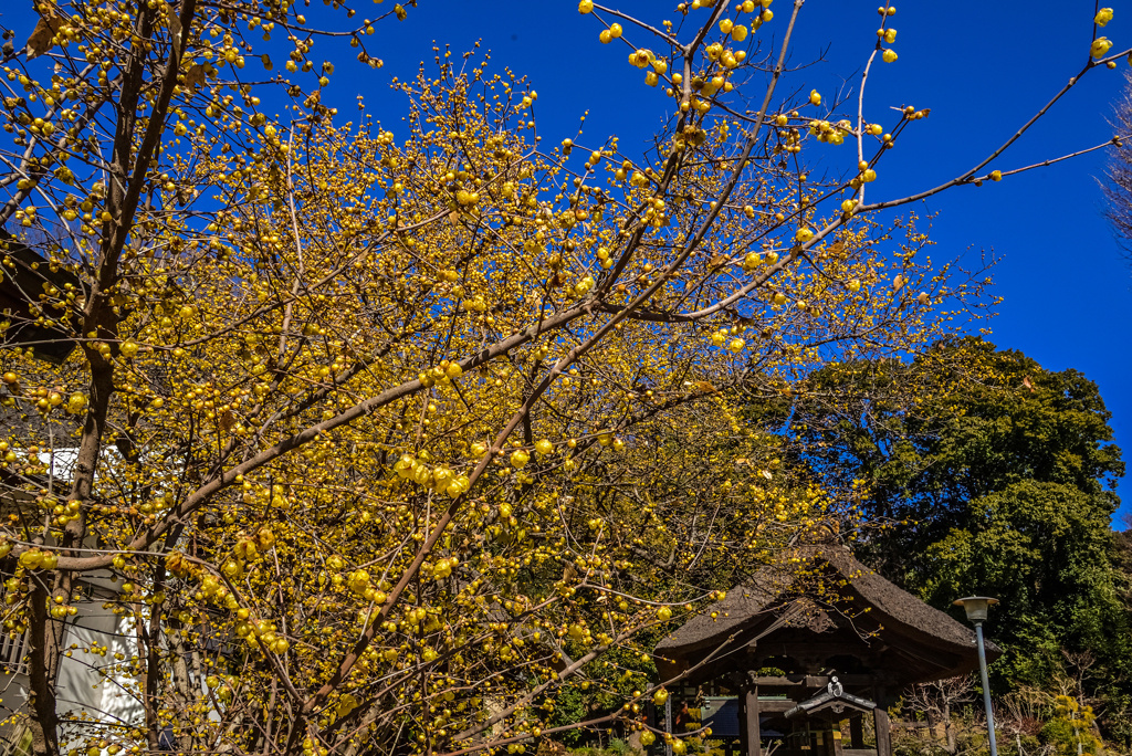 西方寺のロウバイ