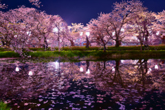 弘前公園夜桜