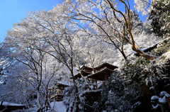 まるで桜のような