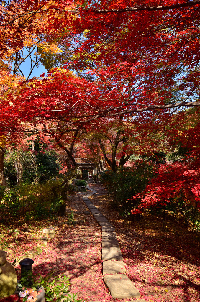 直指庵参道の紅葉