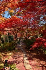 直指庵参道の紅葉