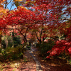 直指庵参道の紅葉