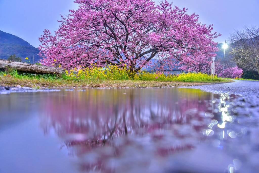 雨の河津桜2