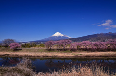 沼川の桜2