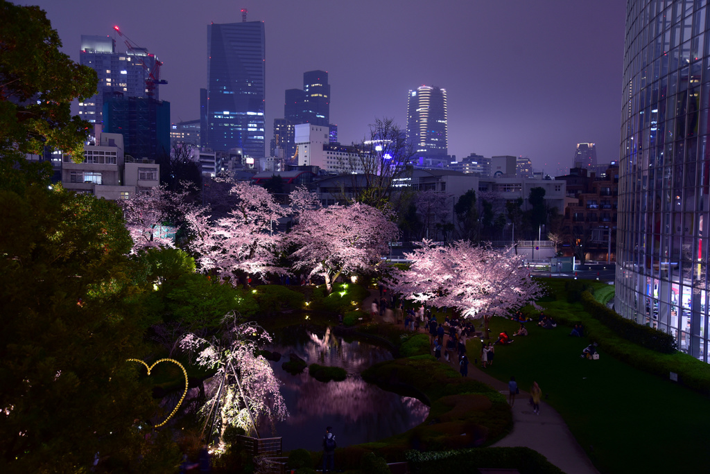 毛利庭園夜桜