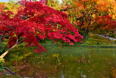 高台寺の紅葉