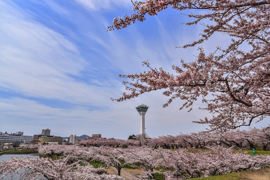 五稜郭の桜