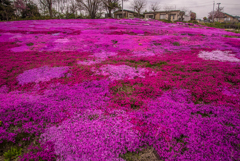 盛岡の芝桜(速報版)