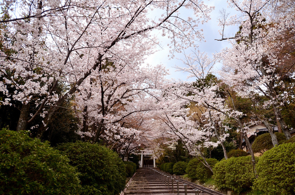 宗忠神社桜並木