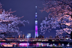 隅田公園夜桜2
