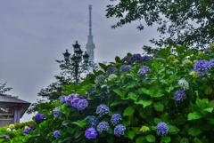 隅田公園の紫陽花