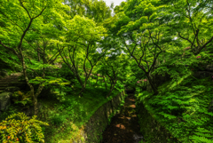 十年前の東福寺 新緑