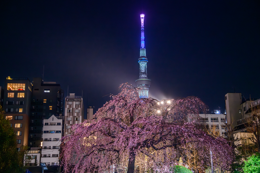 浅草寺のしだれ桜