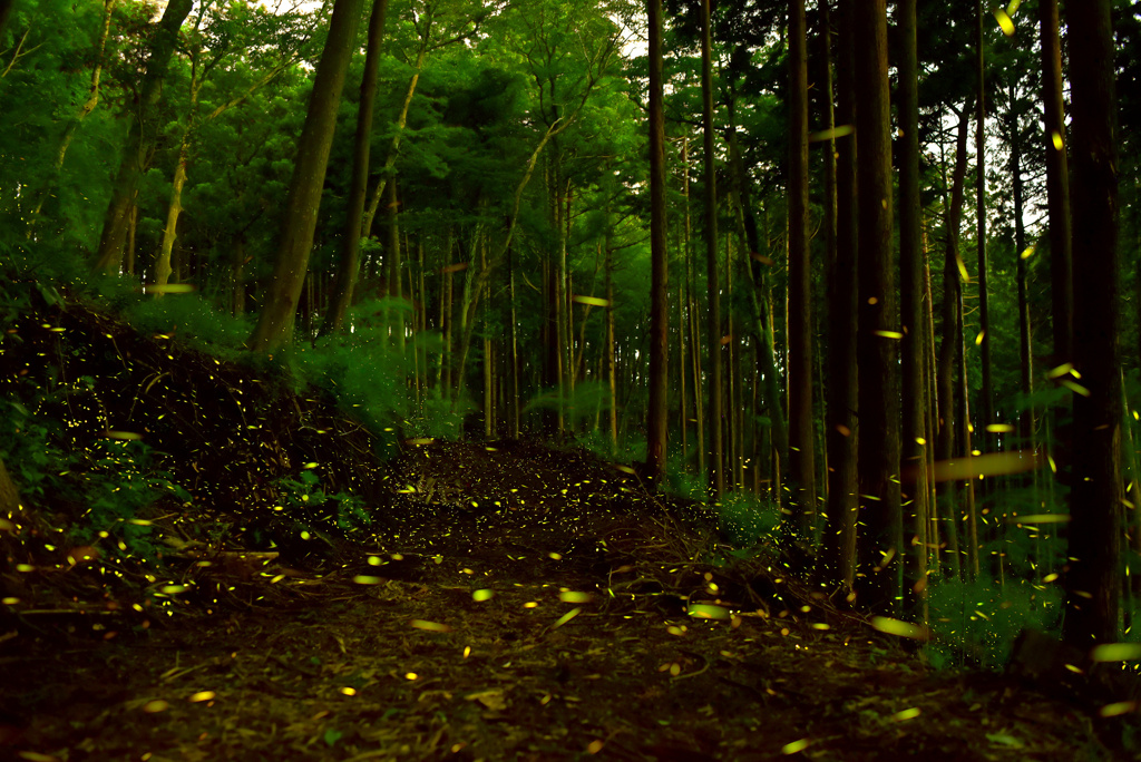 静岡県の林道