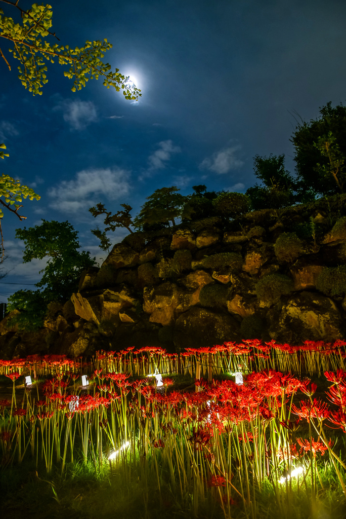 朧月夜の彼岸花