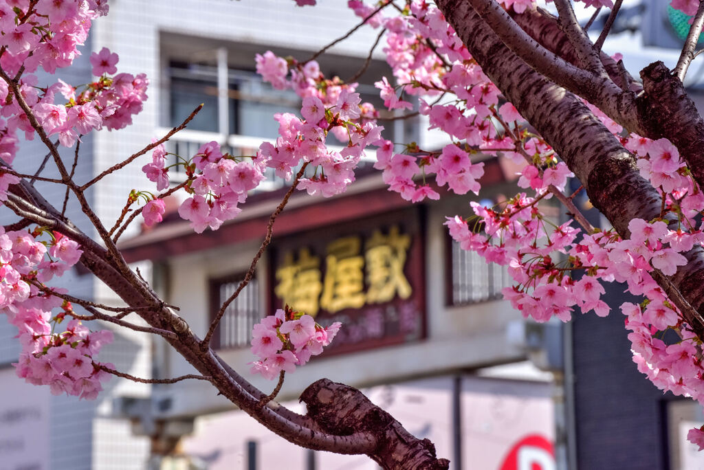 桜に囲まれた梅屋敷看板