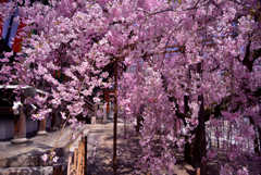 八重紅しだれ