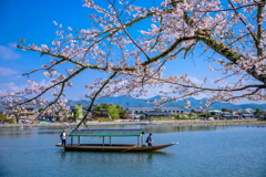 桜と屋形船