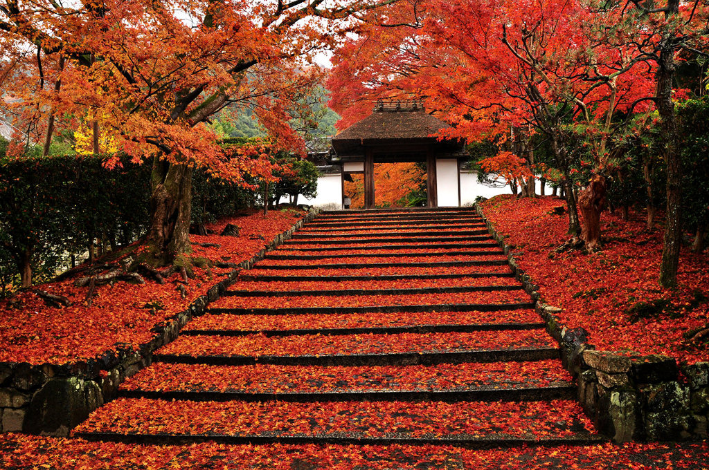 落葉参道