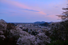 角館、夕暮れの桜景色