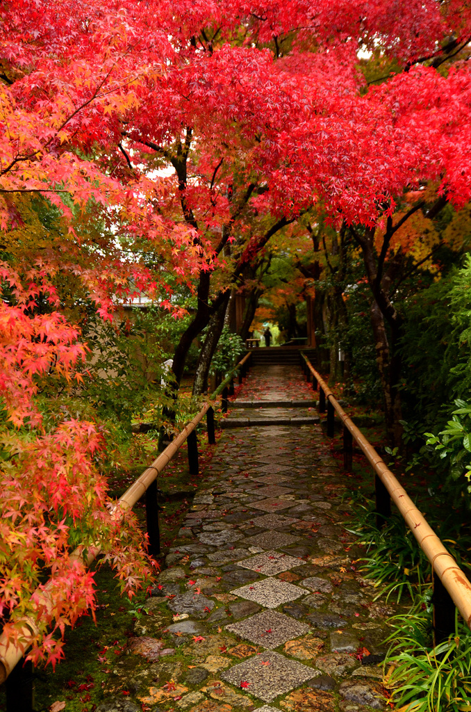 光悦寺紅葉参道