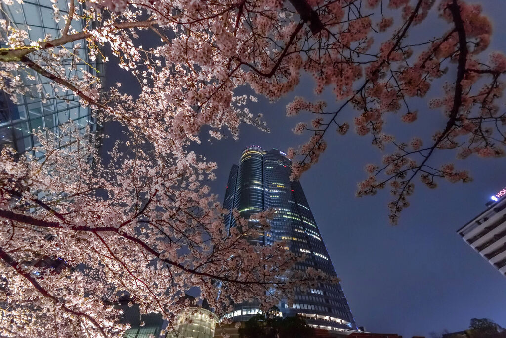 毛利庭園の夜桜2