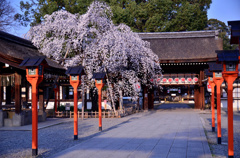 平野神社の魁桜