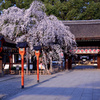 平野神社の魁桜