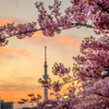 旧中川の河津桜