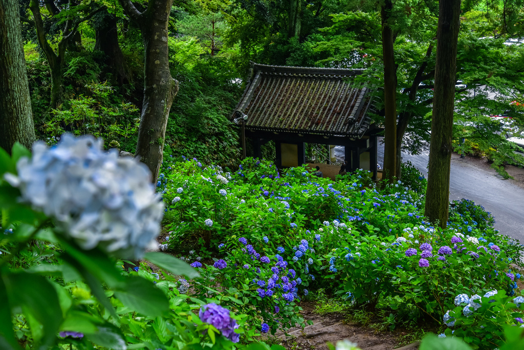 最後は紫陽花名所っぽい作品で