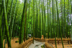 雨の日の竹林