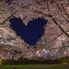 夜桜ハート