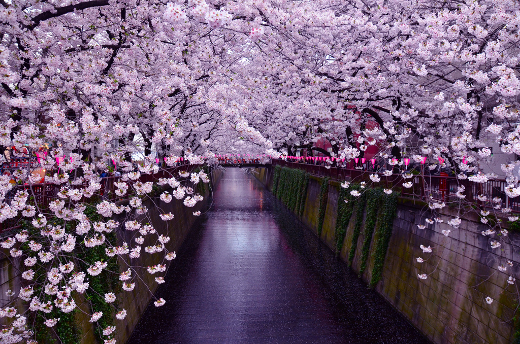 目黒川桜並木